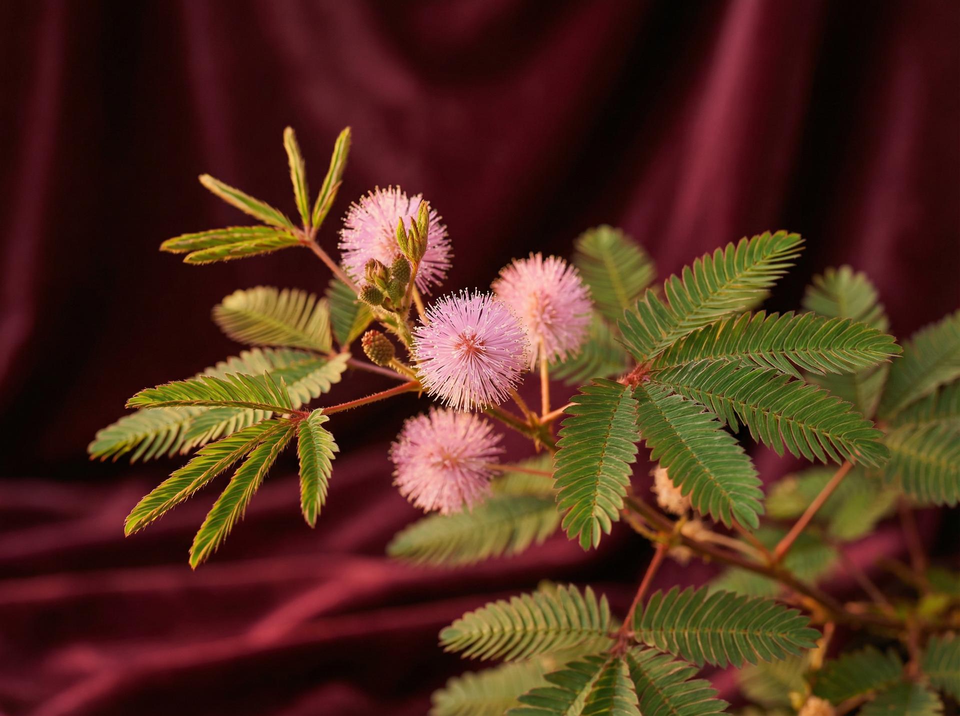 四虎植物视频 - 含羞草养护视频教程
